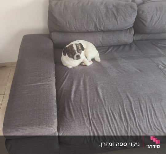 כלב קטן יושב על ספה אפורה